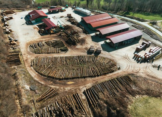 Forêt dense et majestueuse de Franche-Comté, avec ses arbres centenaires baignés d'une lumière dorée, évoquant les racines et la transmission du savoir-faire familial de la Scierie du Gros Chêne.